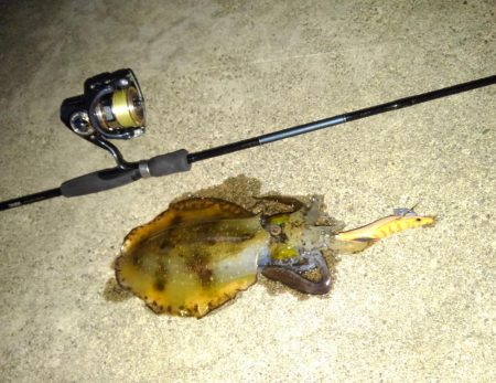 越前海岸でエギング